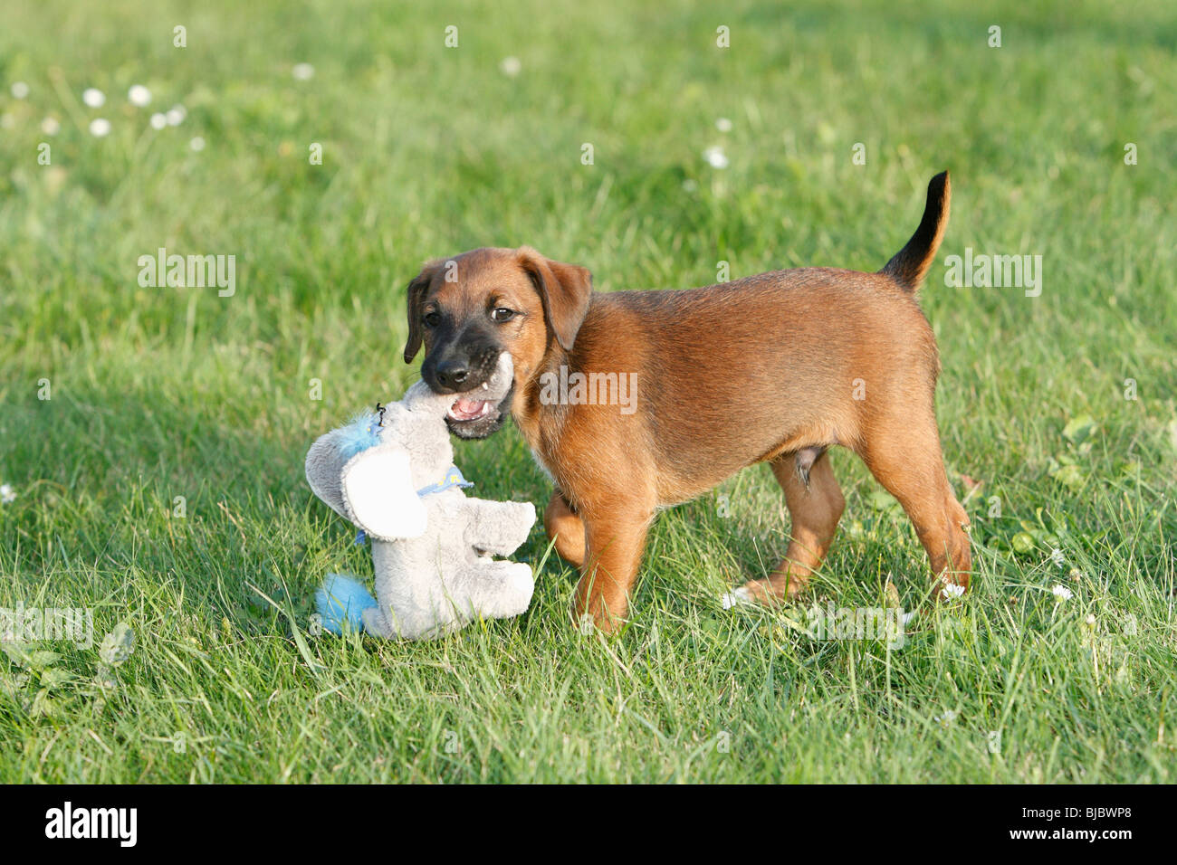 Westfalia / Westfalen-Terrier Welpen spielen mit Kuscheltier, Deutschland Stockfoto