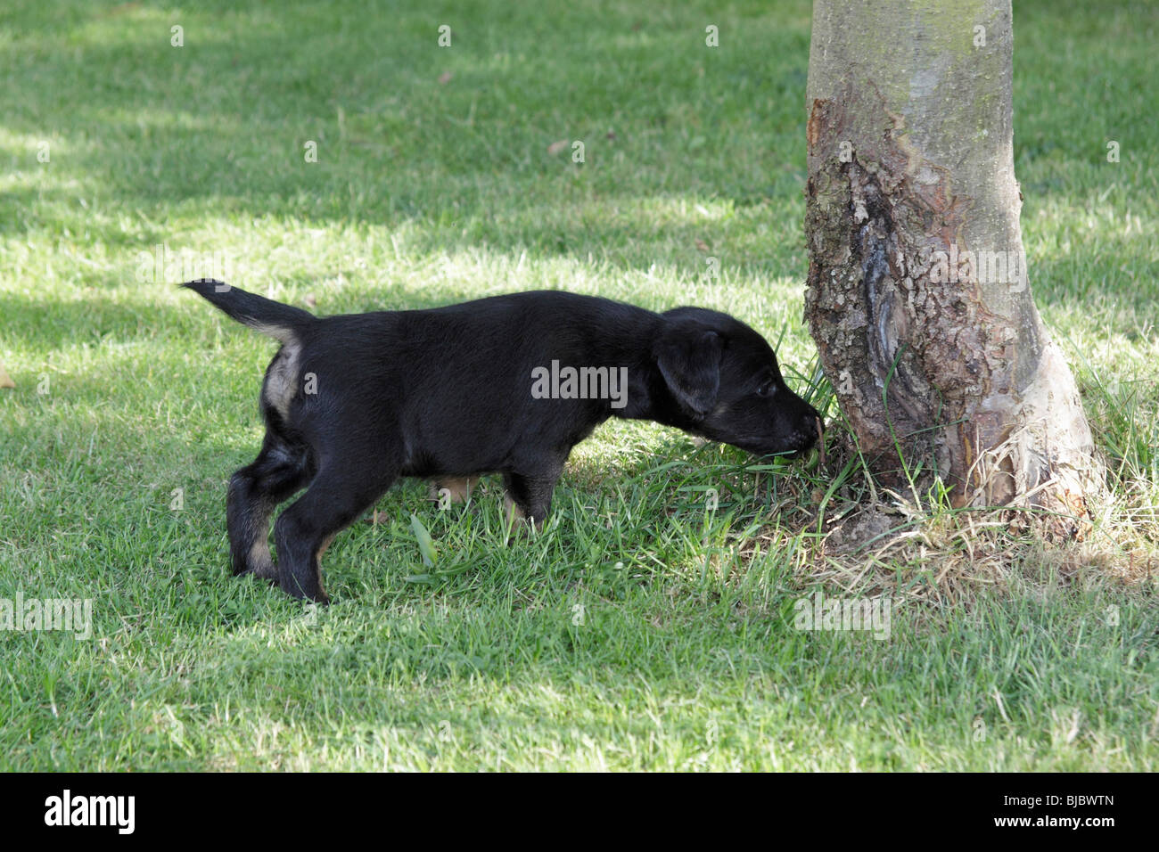 Westfalia Westfalen Terrier Welpen Schnuffeln Am Stamm Im Garten