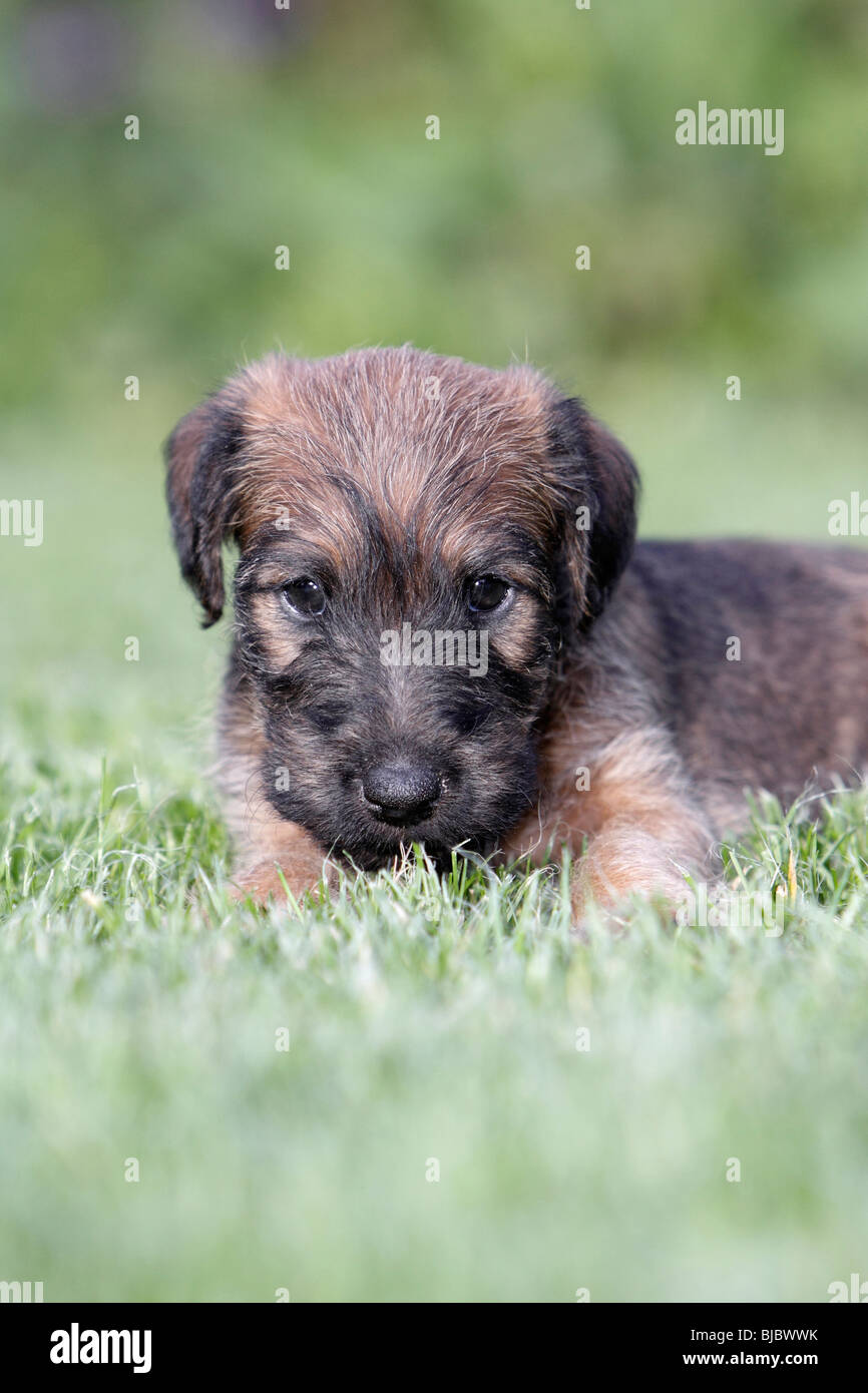 Westfalia Westfalen Terrier Welpen Sitzen Im Garten Deutschland