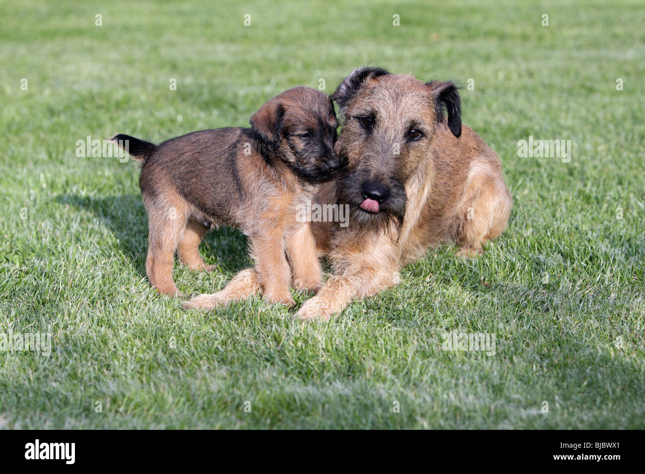 Westfalia / Westfalen-Terrier Welpen spielen mit Vater, Deutschland Stockfoto