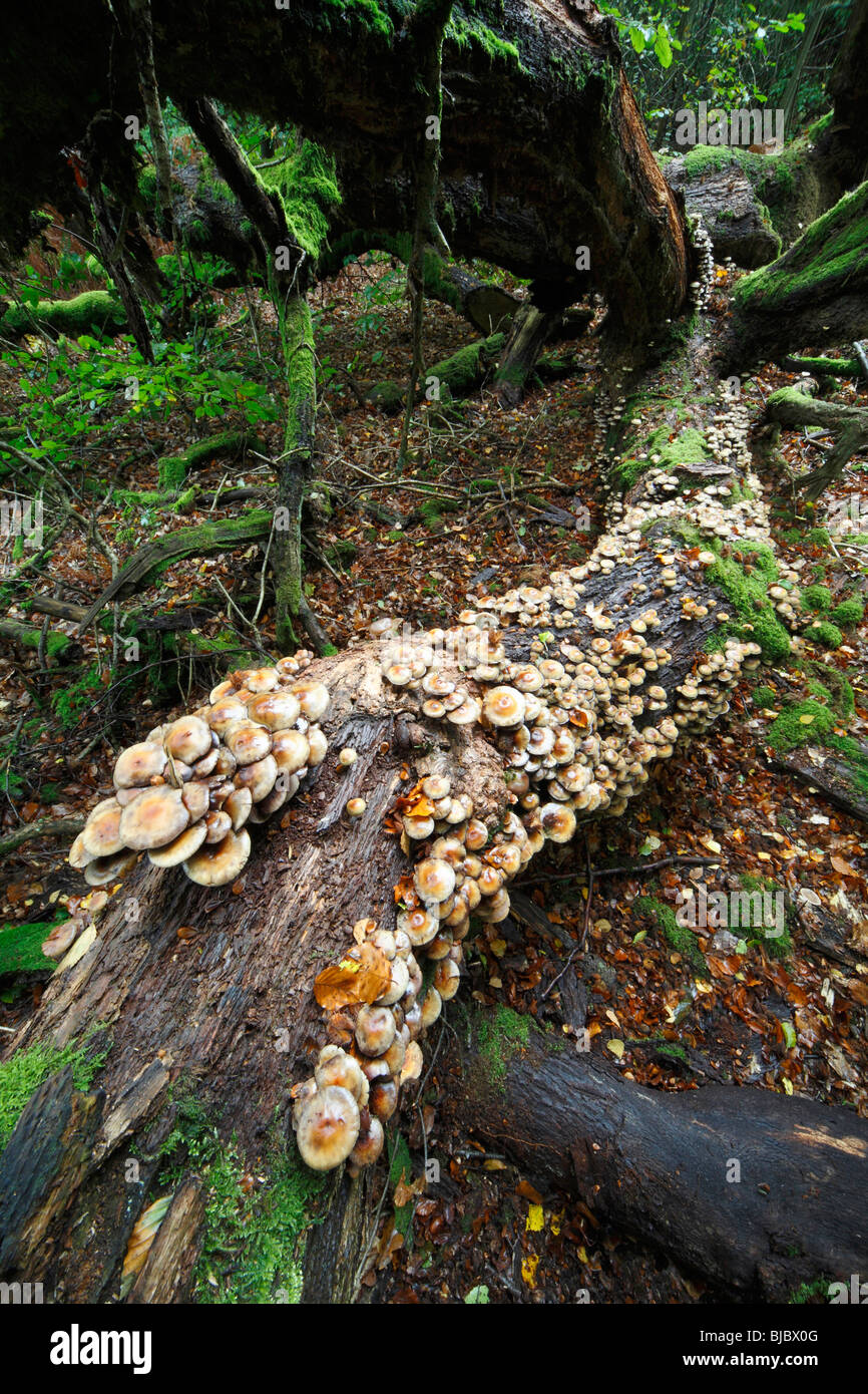 Sulphur Tuft Pilze (Grünblättriger Fasciculare), wachsen auf verfallenden Baum Stämme im Wald, Deutschland Stockfoto