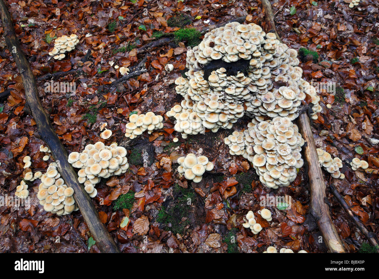 Sulphur Tuft Pilze (Grünblättriger Fasciculare), wachsen auf verfallenden Baumstümpfen auf Waldboden, Deutschland Stockfoto