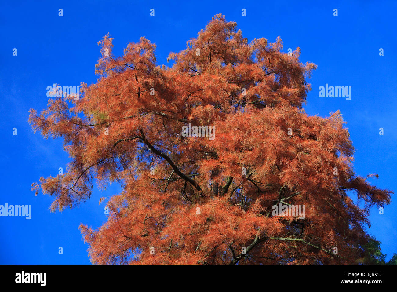 Cypress Swamp / Sumpfzypresse (Taxodium Distichum), Baum im Herbst Farbe, Deutschland Stockfoto