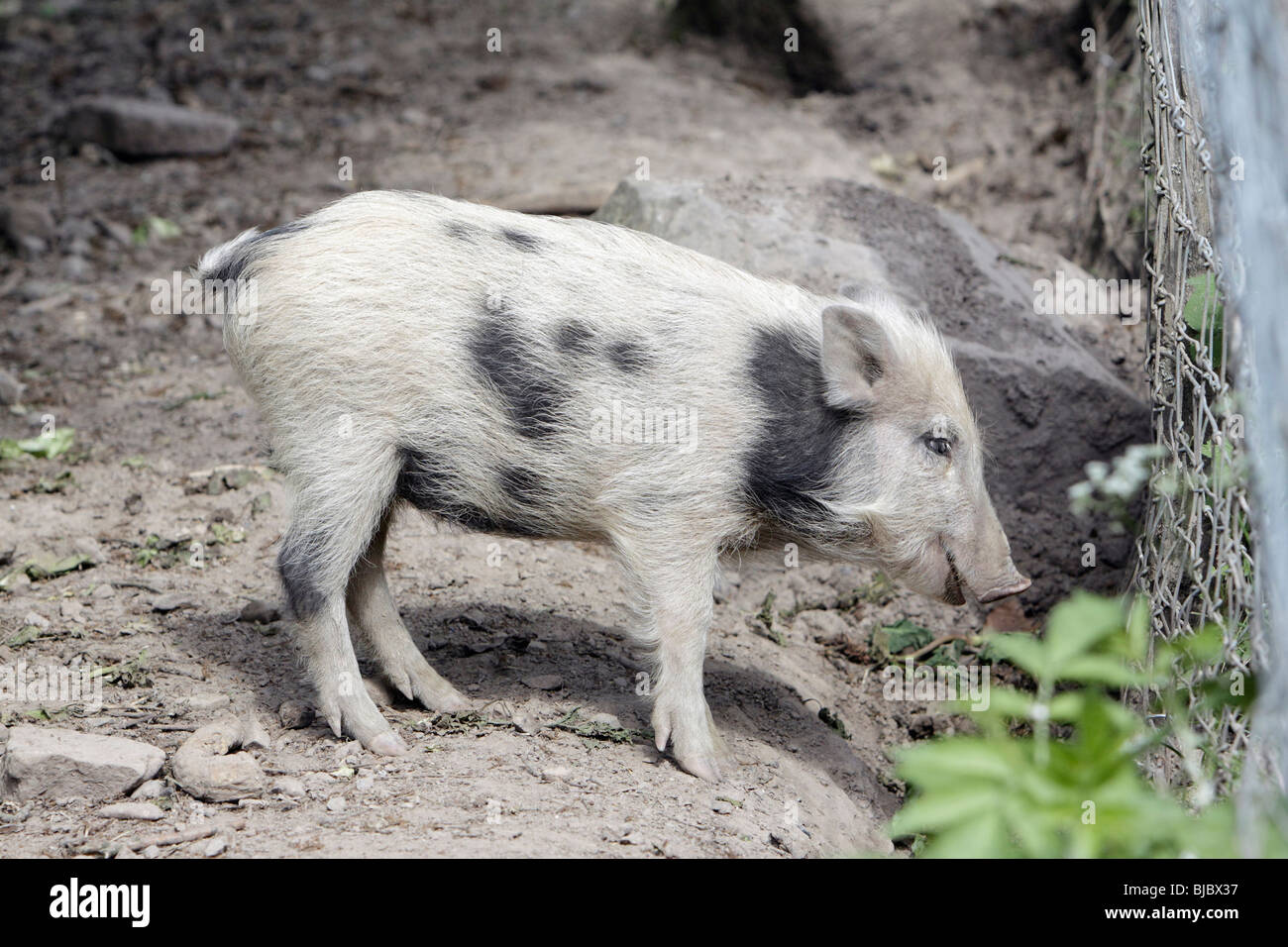 Europäische Wildschwein (Sus Scrofa) - Schweinchen mit schwarzen und weißen ausblenden Stockfoto