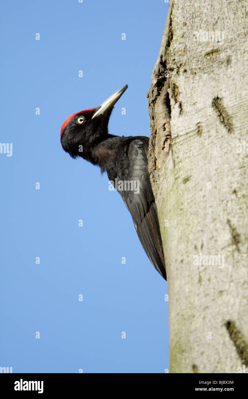Schwarzspecht (Dryocopus Martius), männliche sitzen auf Stamm, Deutschland Stockfoto