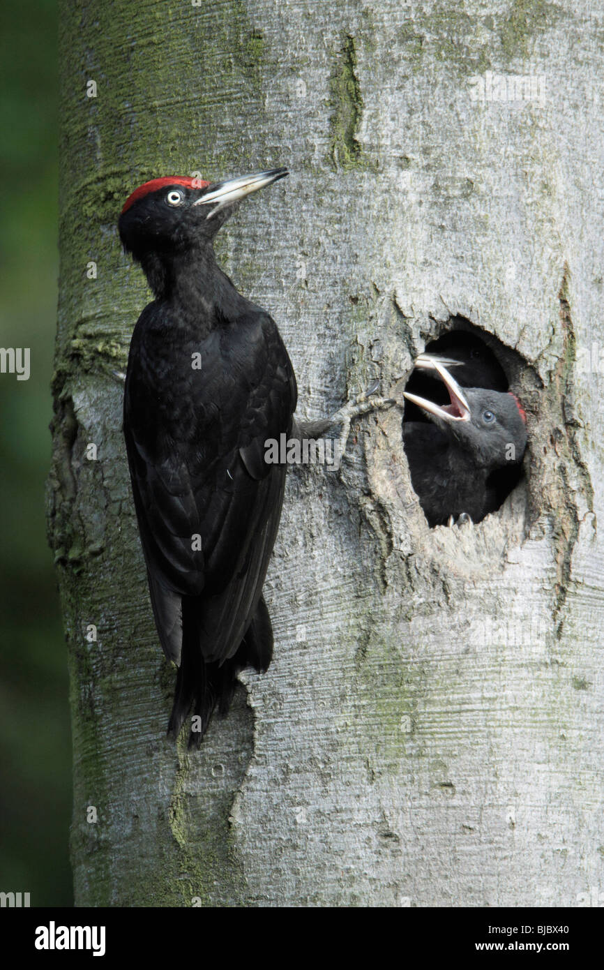 Schwarzspecht (Dryocopus Martius), männliche mit Küken am Nesteingang, Deutschland Stockfoto