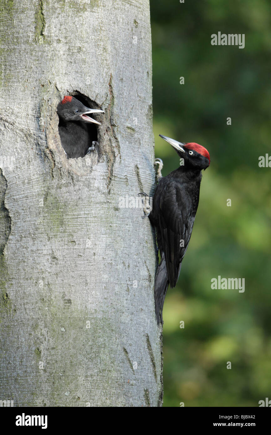 Schwarzspecht (Dryocopus Martius), männliche mit Küken am Nesteingang, Deutschland Stockfoto