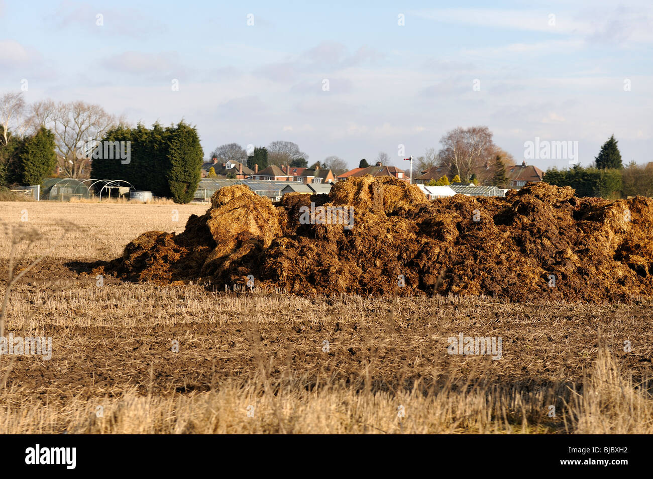 Riesiger Haufen Pferdemist Stockfoto