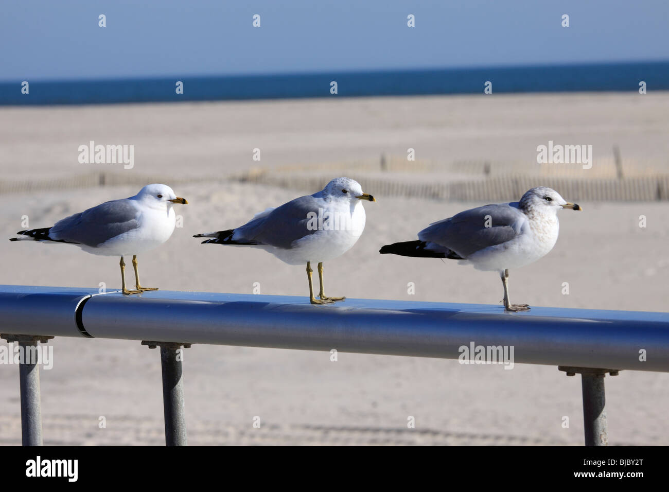 Möwen auf Promenade Geländer, Jones Beach, Long Island, NY Stockfoto