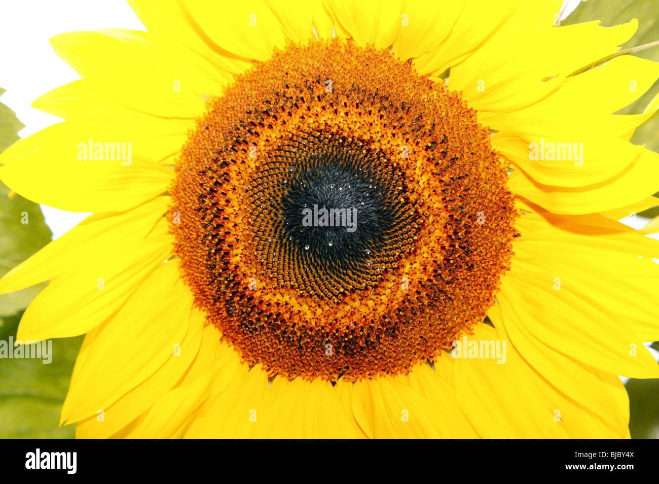 Nahaufnahme eines sonnenblumenkopfes Fotos und Bildmaterial in hoher