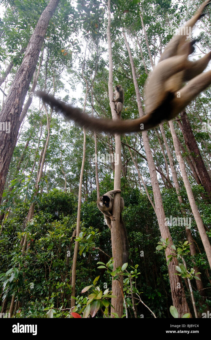 Lemuren, Klettern und schwingen von Baum zu Baum. Vakona Forest reserve Stockfoto