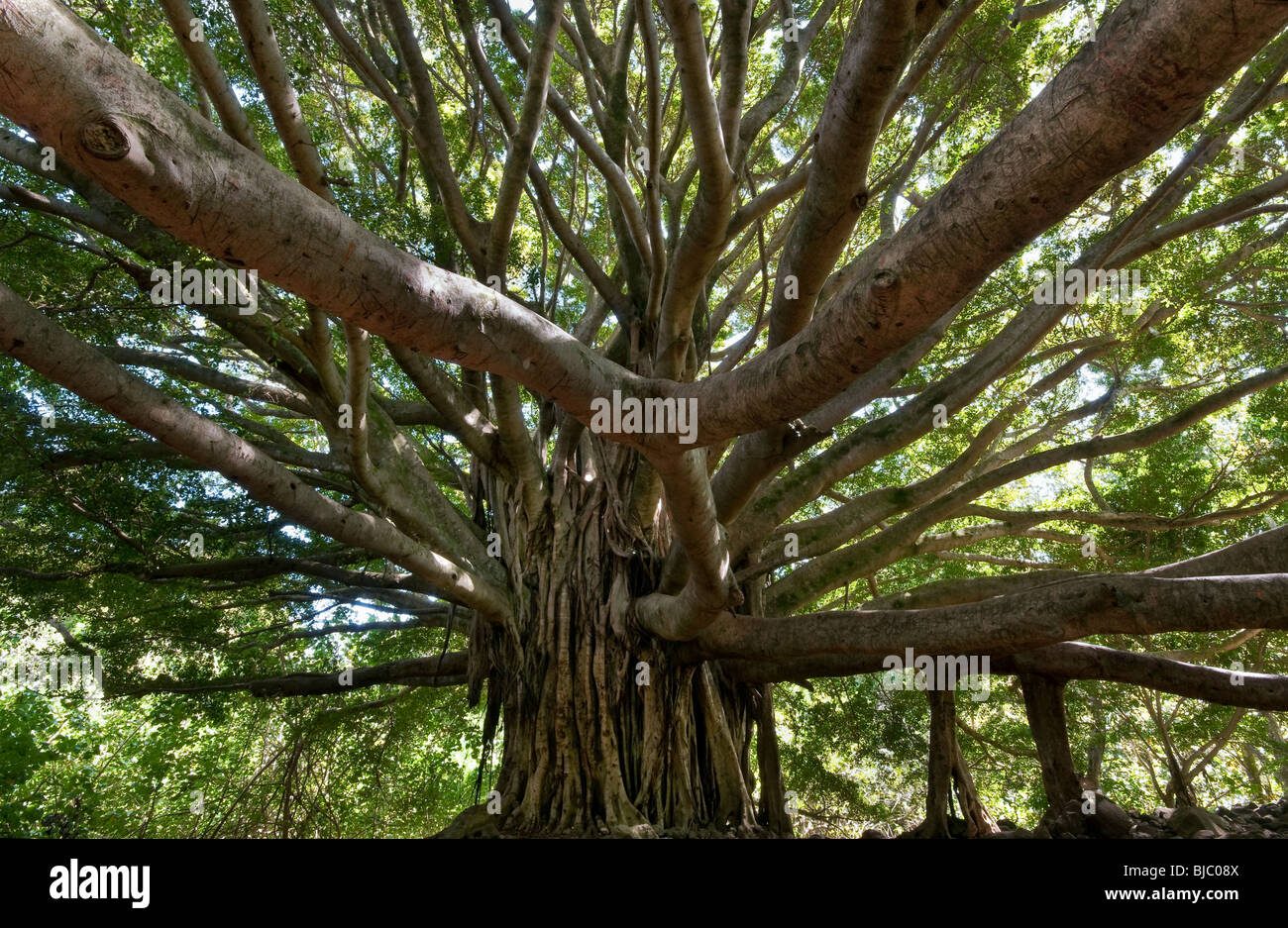 Banyan-Baum.  Aufgenommen am Pipiwai Trail in der Nähe von Hana Maui Hawaii Stockfoto