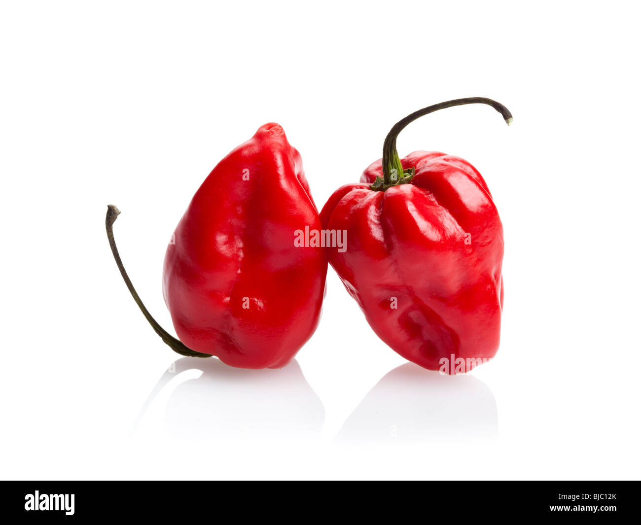 zwei rote Habanero Chili Peppers isoliert auf weiss Stockfoto