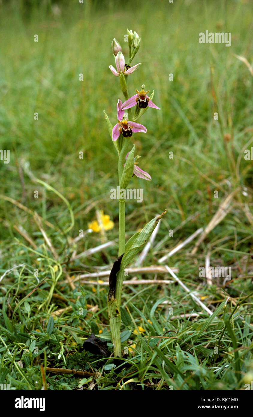 Biene Orchidee (Ophrys Apifera) Anlage auf Kreide Downland Rasen Stockfoto