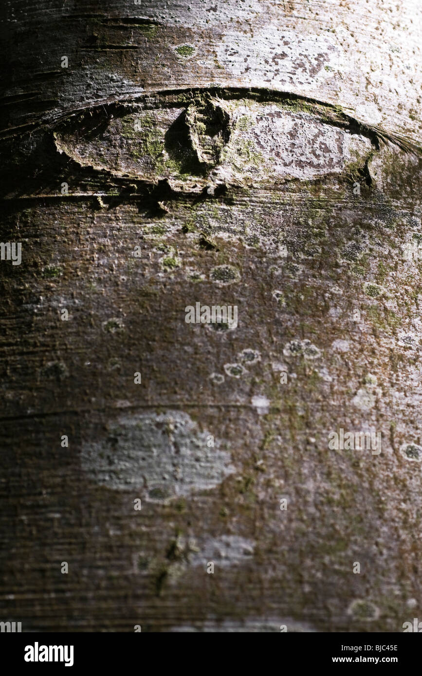 Auge-förmigen Knoten auf Baumstamm Stockfoto