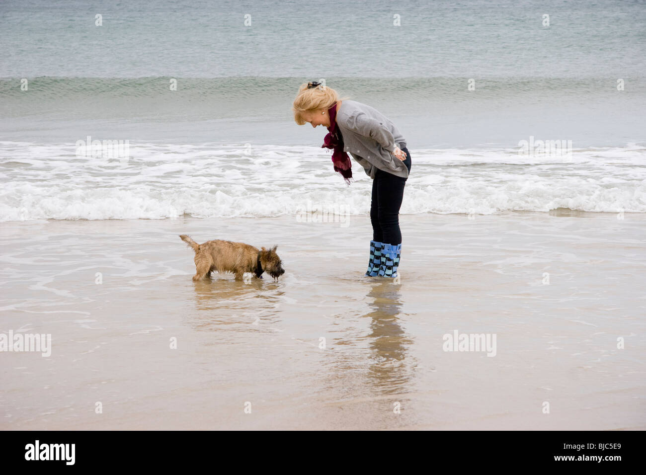Frau, die Einführung eines Cairn-Terrier-Welpen zum Meer Stockfoto
