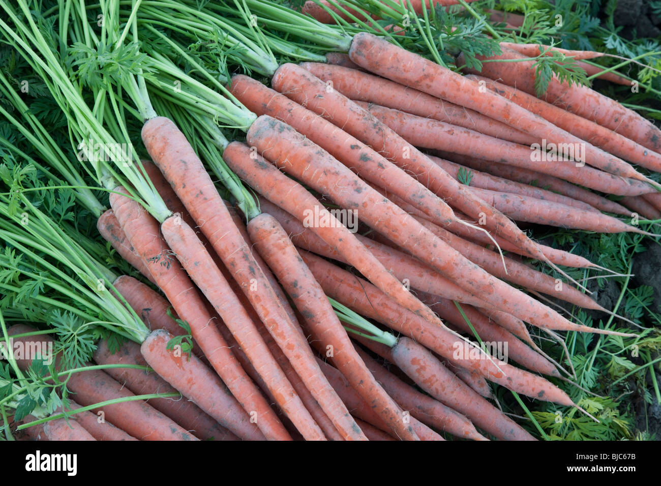 Karotten "aucus carota "Ernte. Stockfoto