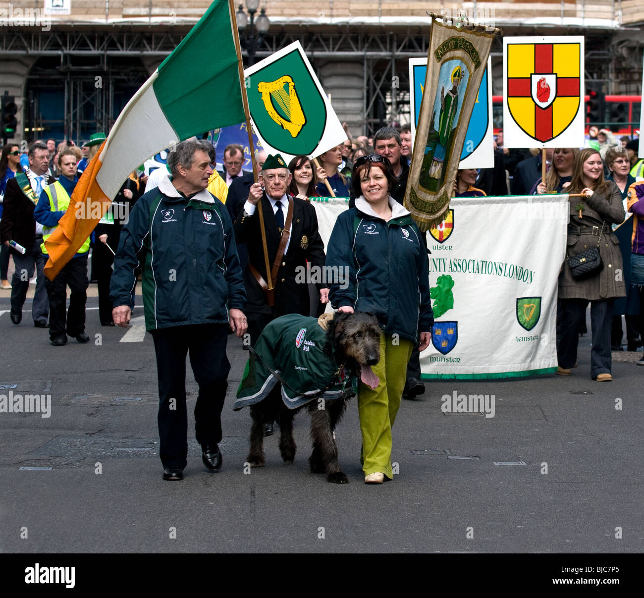 Ein irischer Wolfshund zu Fuß an der Spitze der St. Patricks Day Parade in London Stockfoto