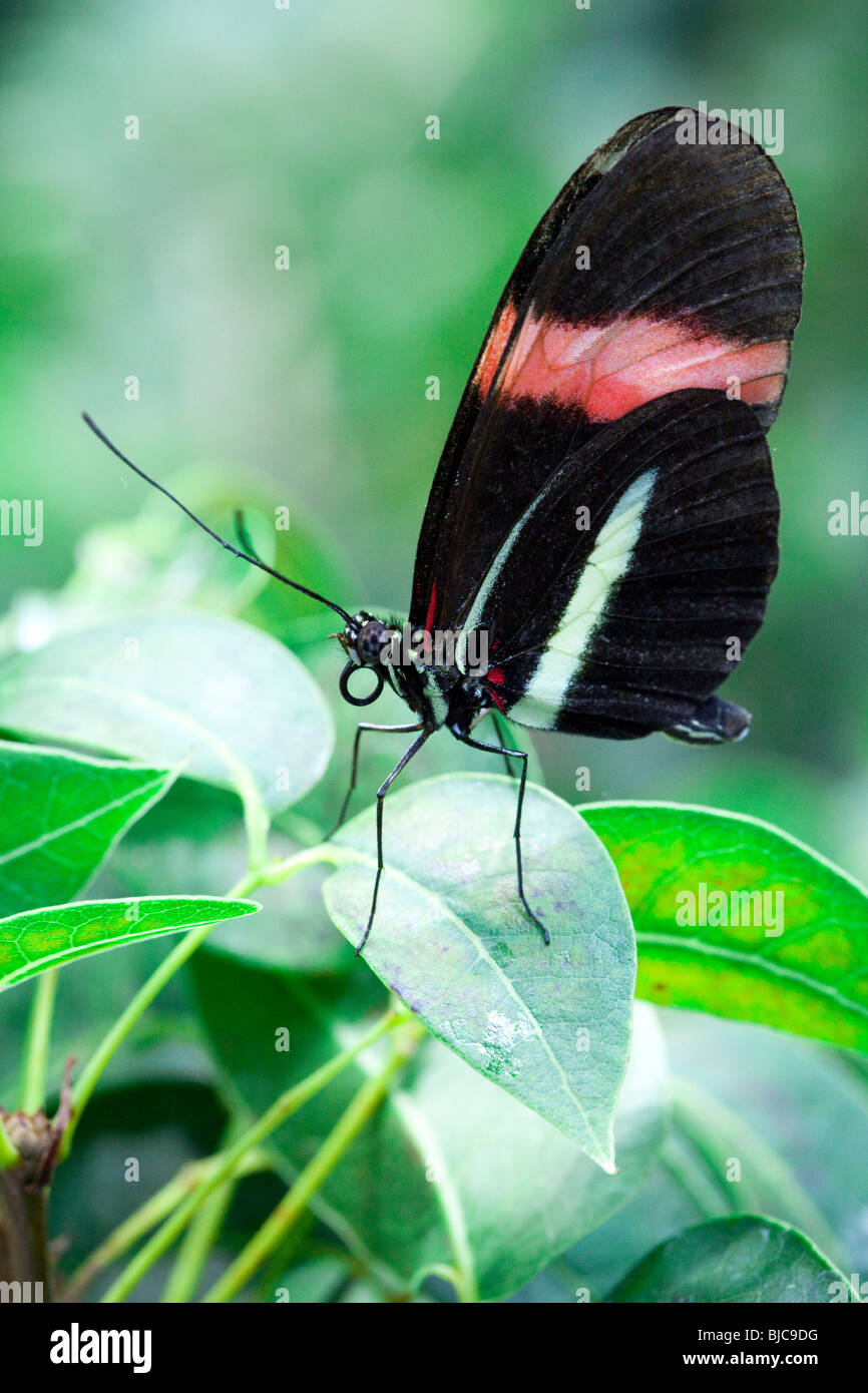 Postman (Heliconius Melpomene) Schmetterling, California Academy of Science San Francisco, Kalifornien, USA Stockfoto