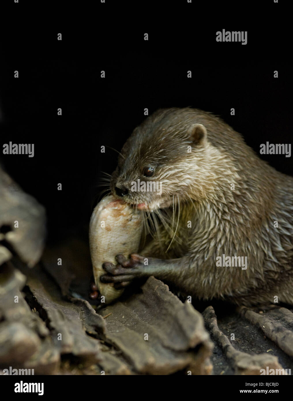 tolles Bild von eine orientalische kleine krallenbewehrten Otter Fisch essen Stockfoto