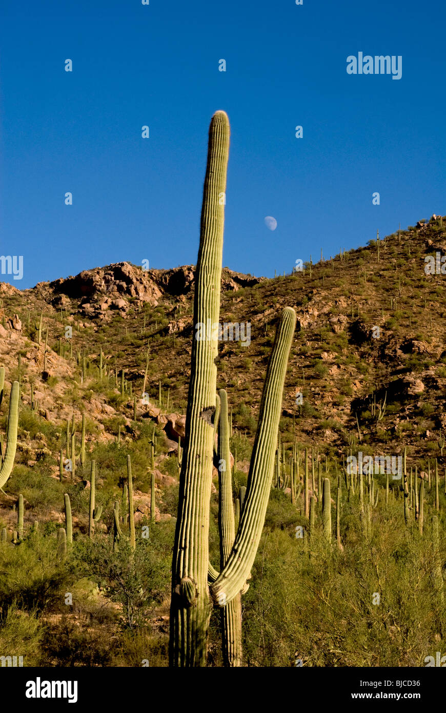 Mond steigt über einen Wald von großen Saguaro Kaktus Stockfoto