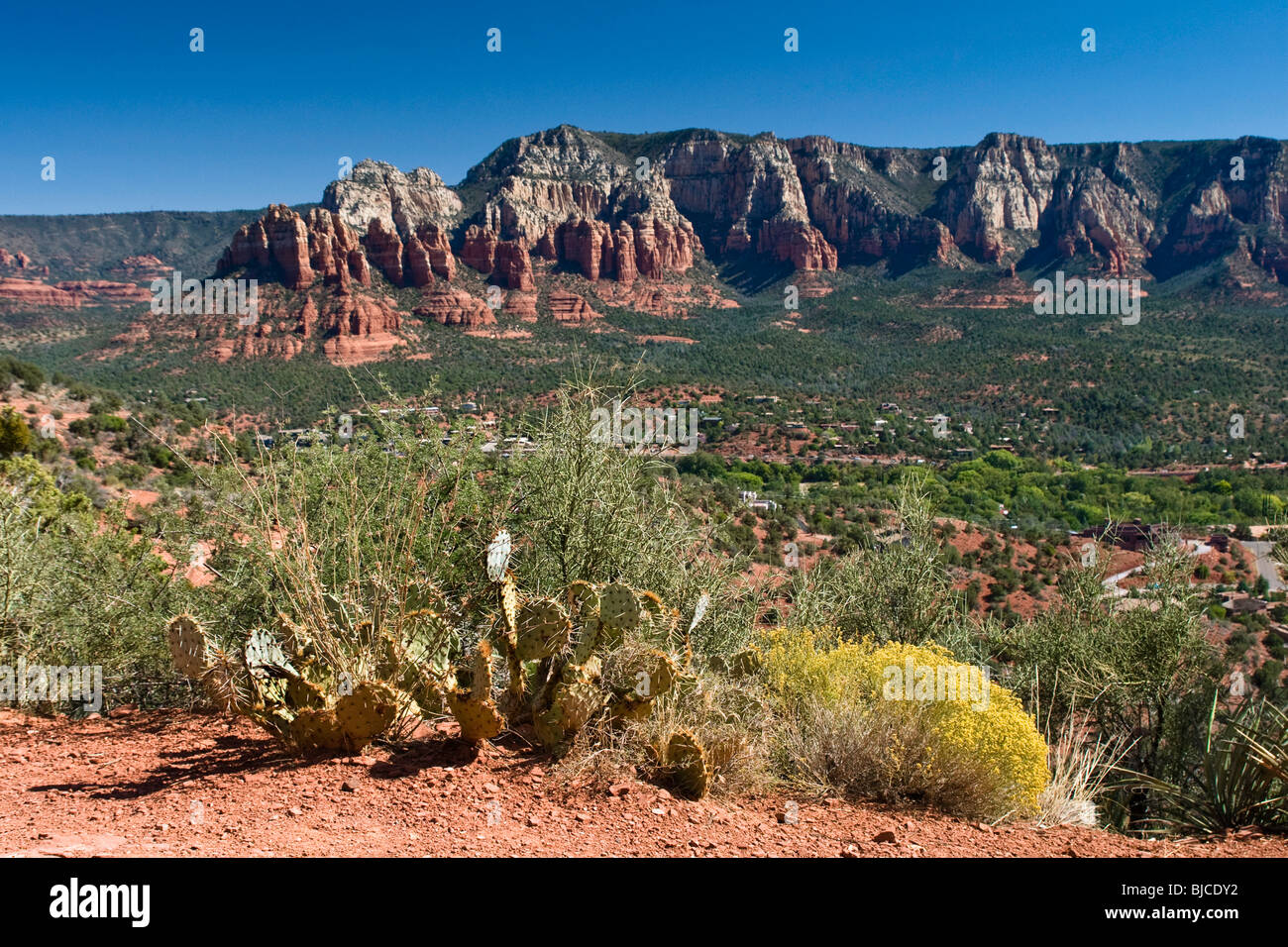 Kaktus rund um den roten Felsen von Sedona, Arizona Stockfoto
