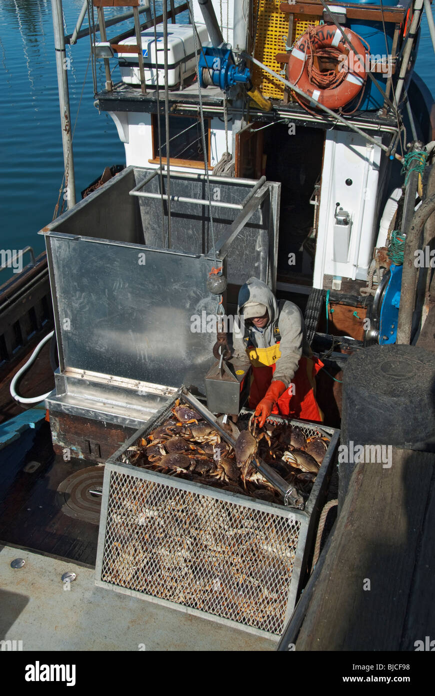 Half Moon Bay, Kalifornien Dungeness Krabbensaison, entladen Krabbe von kommerziellen Fischerboot Stockfoto