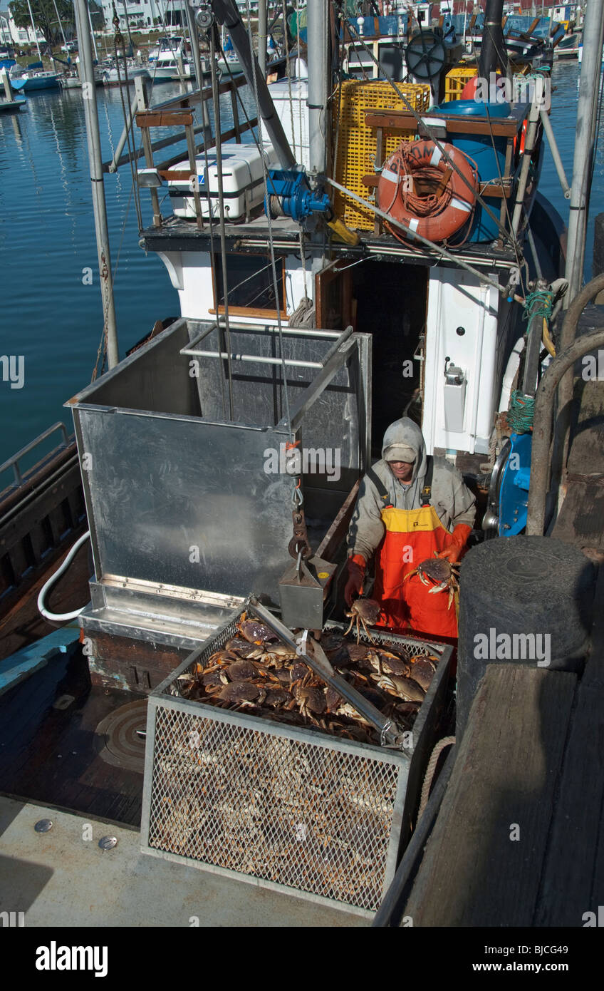 Half Moon Bay, Kalifornien Dungeness Krabbensaison, entladen Krabbe von kommerziellen Fischerboot Stockfoto