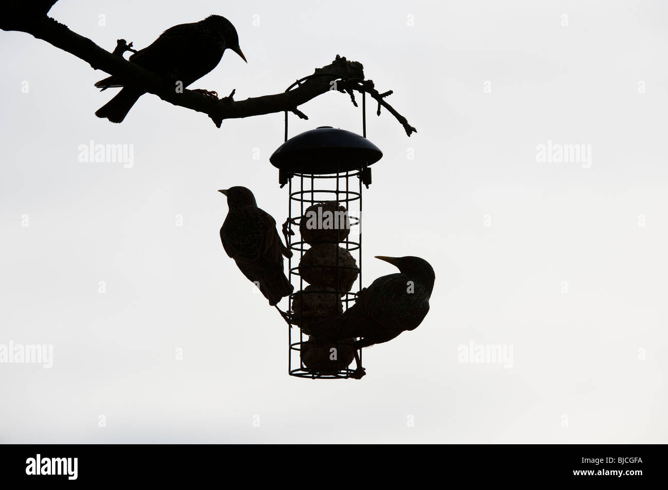 Sturnus vulgaris. Silhouette von Staren auf einer Fat ball Feeder hängen von einem Baum in einem Garten. Großbritannien Stockfoto