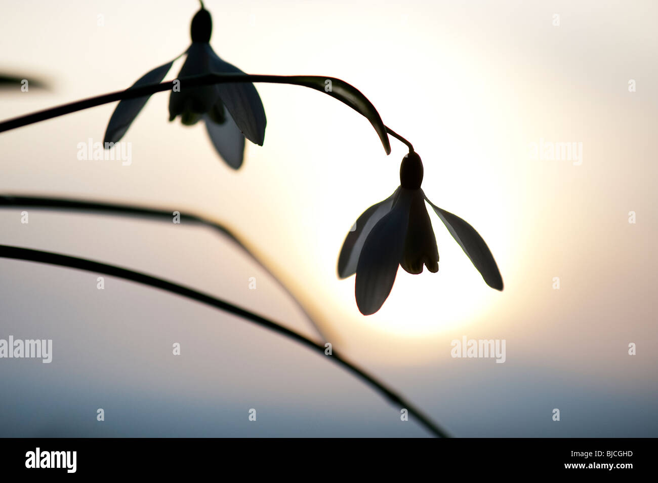 Schneeglöckchen Blüte Silhouette gegen eine winterliche Sonne. Großbritannien Stockfoto