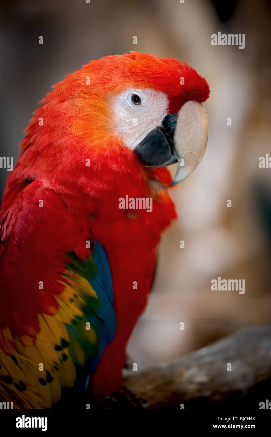 Ara Papagei im Zoo von Kansas City, Missouri, Nahaufnahme Stockfoto