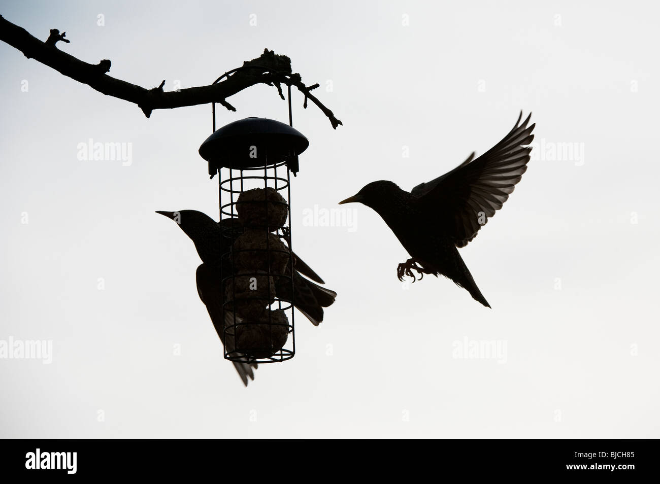 Sturnus vulgaris. Silhouette einer Starling auf einer Fat ball Feeder und einem Fliegen. Großbritannien Stockfoto