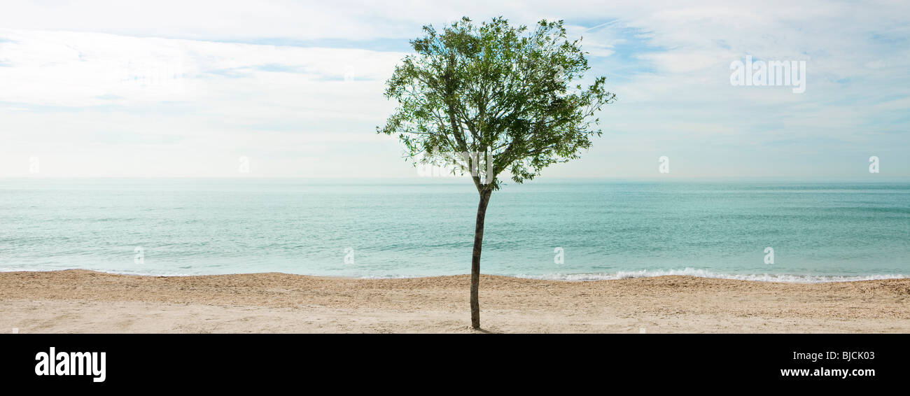 Baum gepflanzt im Sand am Strand Stockfoto