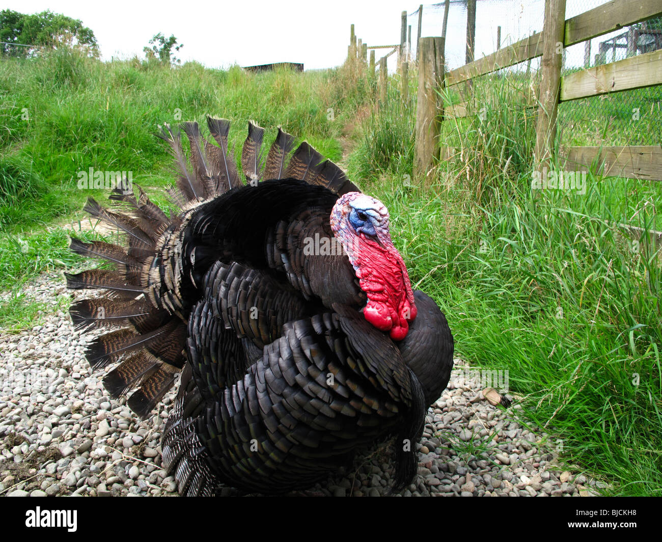 Männliche Türkei Stockfoto
