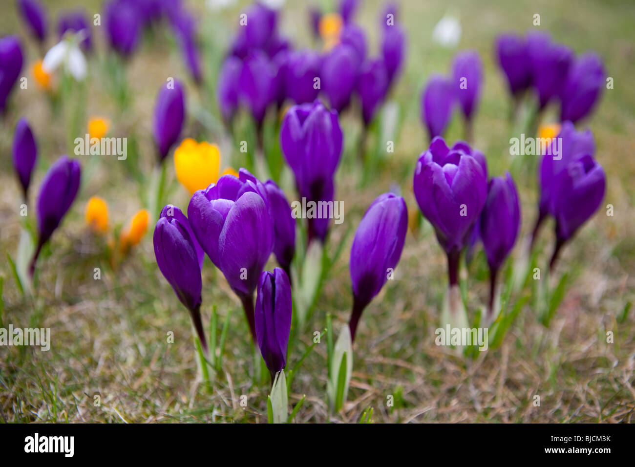 Frühling Blumen, Krokusse und Schneeglöckchen Stockfoto