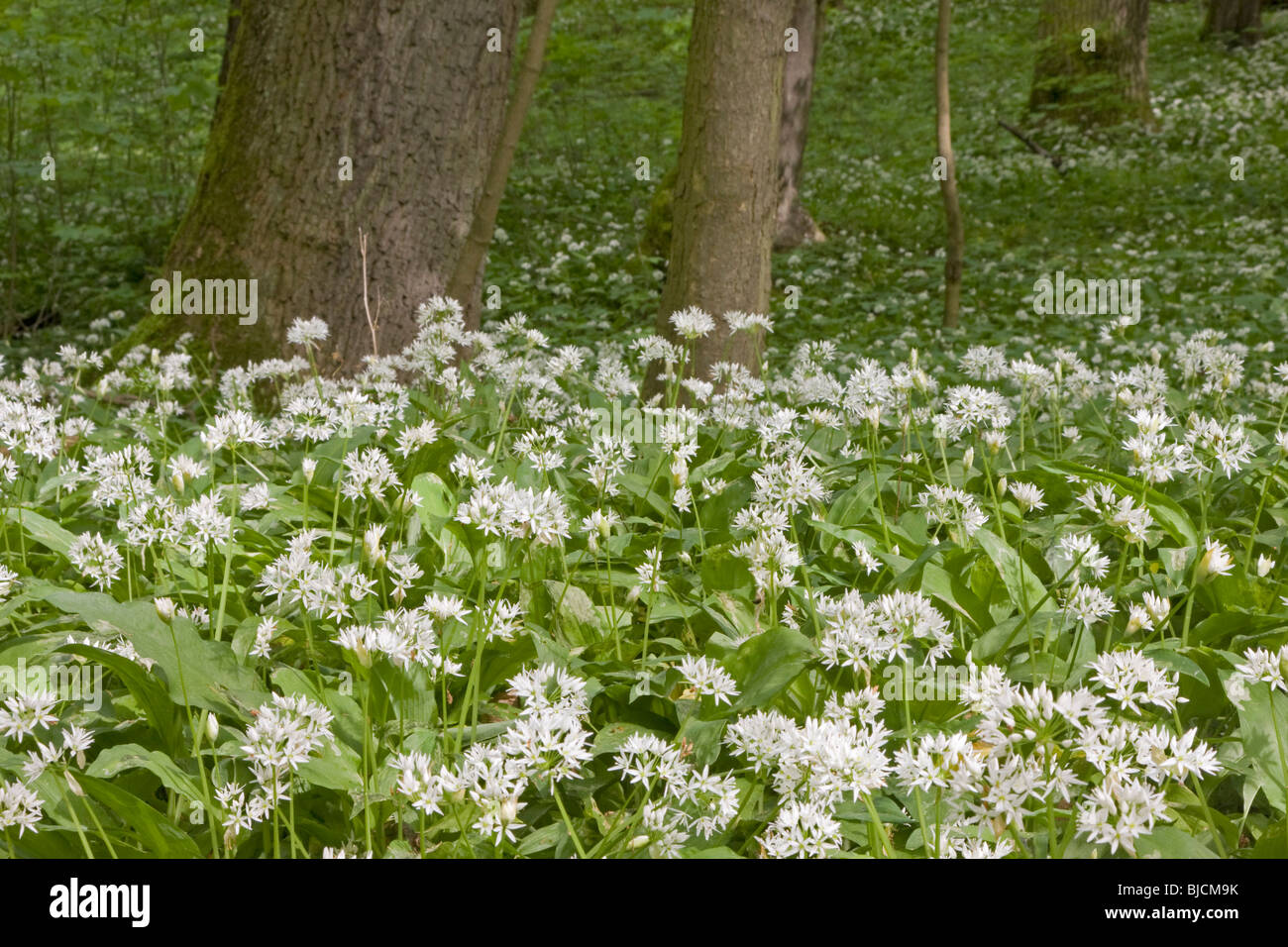 Blühenden Bärlauch, Allium ursinum Stockfoto