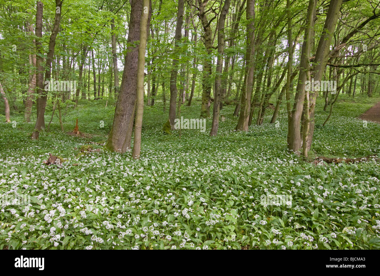 Blühenden Bärlauch, Allium ursinum Stockfoto