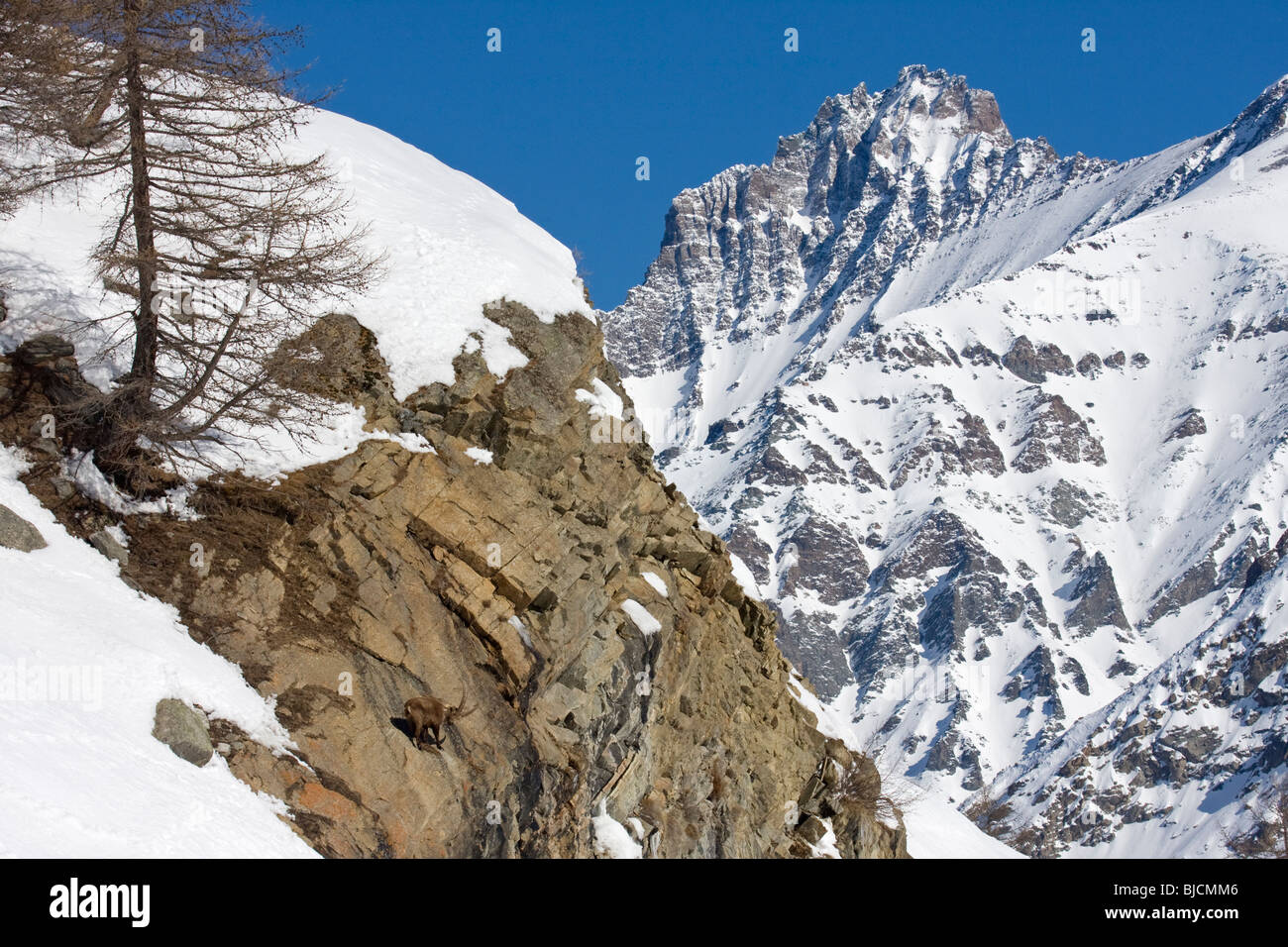 In Landschaft Capra Ibex IBEX Stockfoto