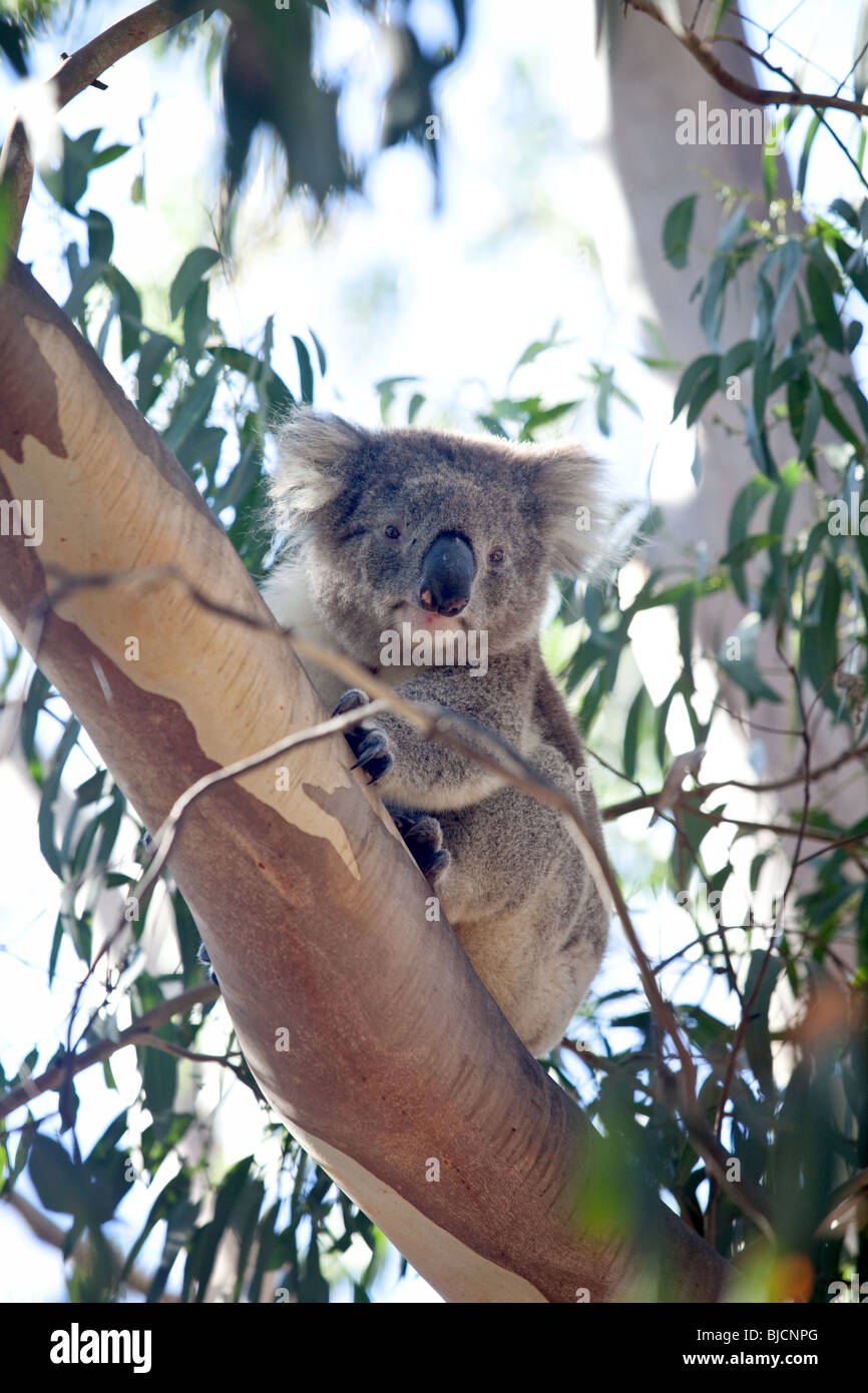 Koalabär im Great Otway National Park in der Nähe von Bimbi Camping Park, Victoria, Australien Stockfoto