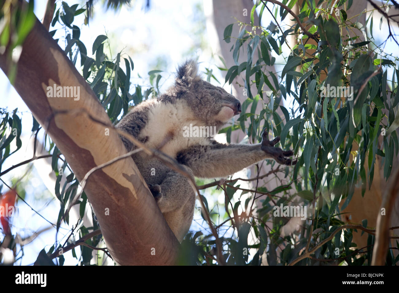 Koalabär im Great Otway National Park in der Nähe von Bimbi Camping Park, Victoria, Australien Stockfoto