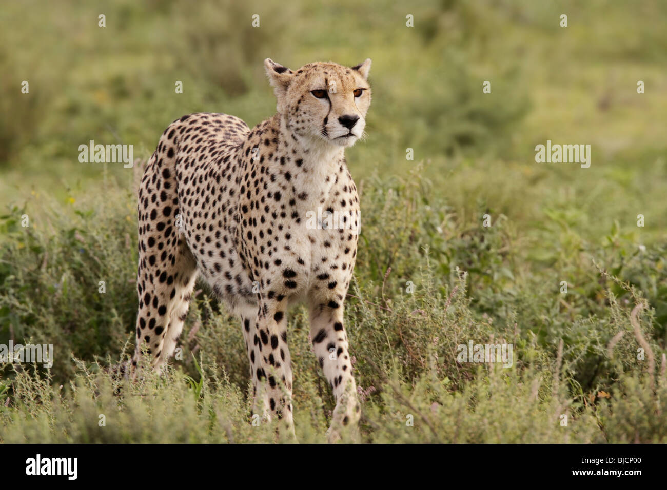 Gepard stalking in Tansania Stockfoto