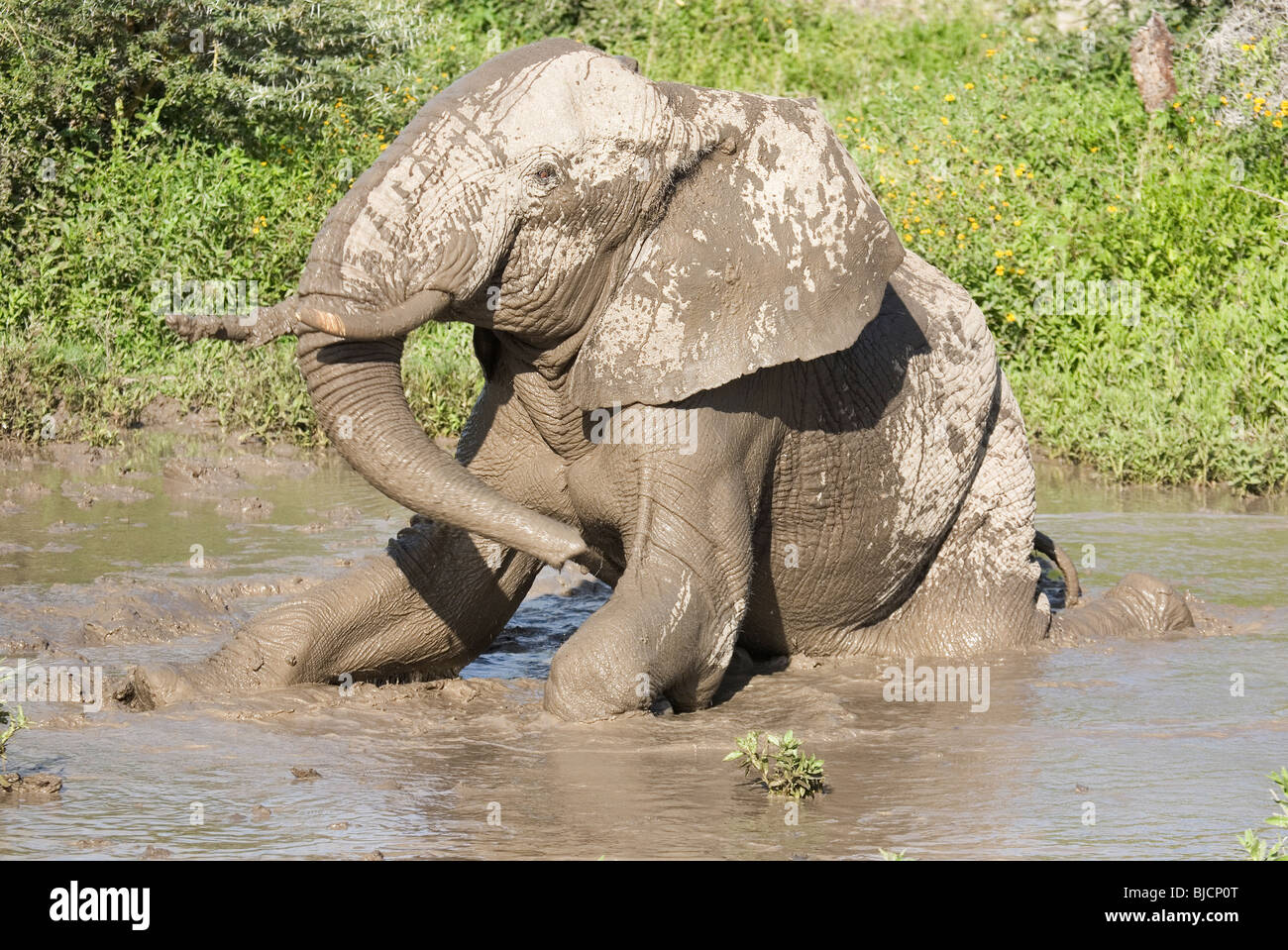 Männliche Elefanten wälzen im Schlammbad in Tansania Stockfoto