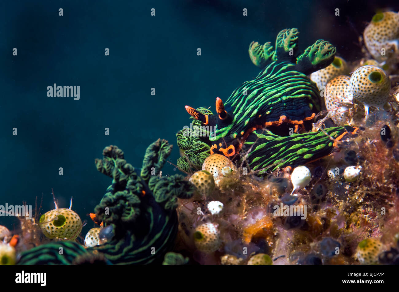 grün rot Dorid Nacktschnecken Nembrotha Kubaryana Variable Neon Slug Riff wilden Tier-und Pflanzenwelt auf Malapascua Riff unter Wasser Meer MALAPAS Stockfoto