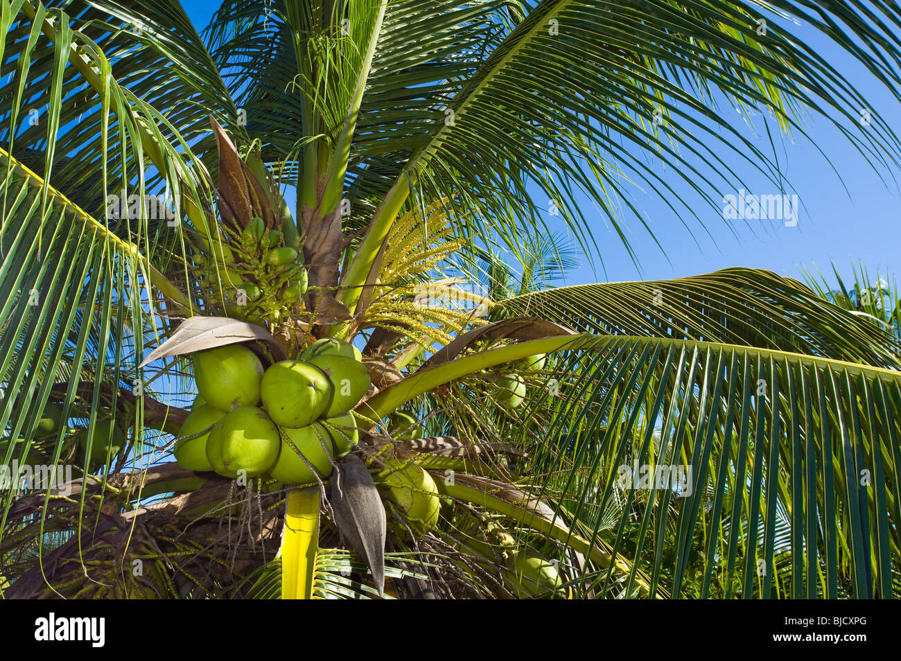 Palm Kokosnuss Coco Coconutpalm Mutter Reife Frucht Baum tropische Pflanze Obst essen hohe Hight Hoheit ernten Ernte Ernte Essen Stockfoto