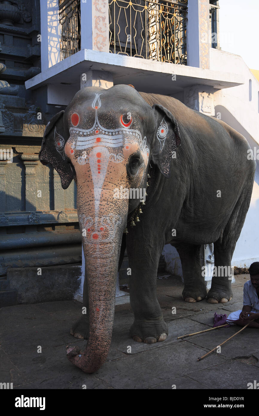 Elefanten im Tempel Kanchi Kamakoti Peetam Sri Kamakshi Ambal; Distrikt Kanchipuram; Tamilnadu Zustand; Indien Stockfoto