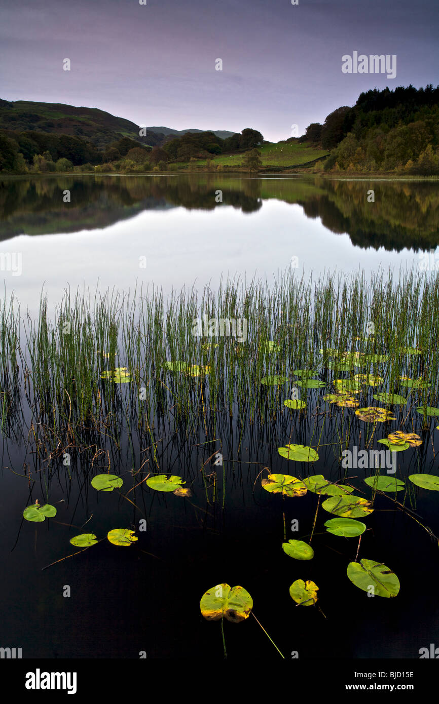 Eine ruhige Morgendämmerung am Llyn Tecwyn Isaf in Snowdonia, Norden, Wales, UK Stockfoto