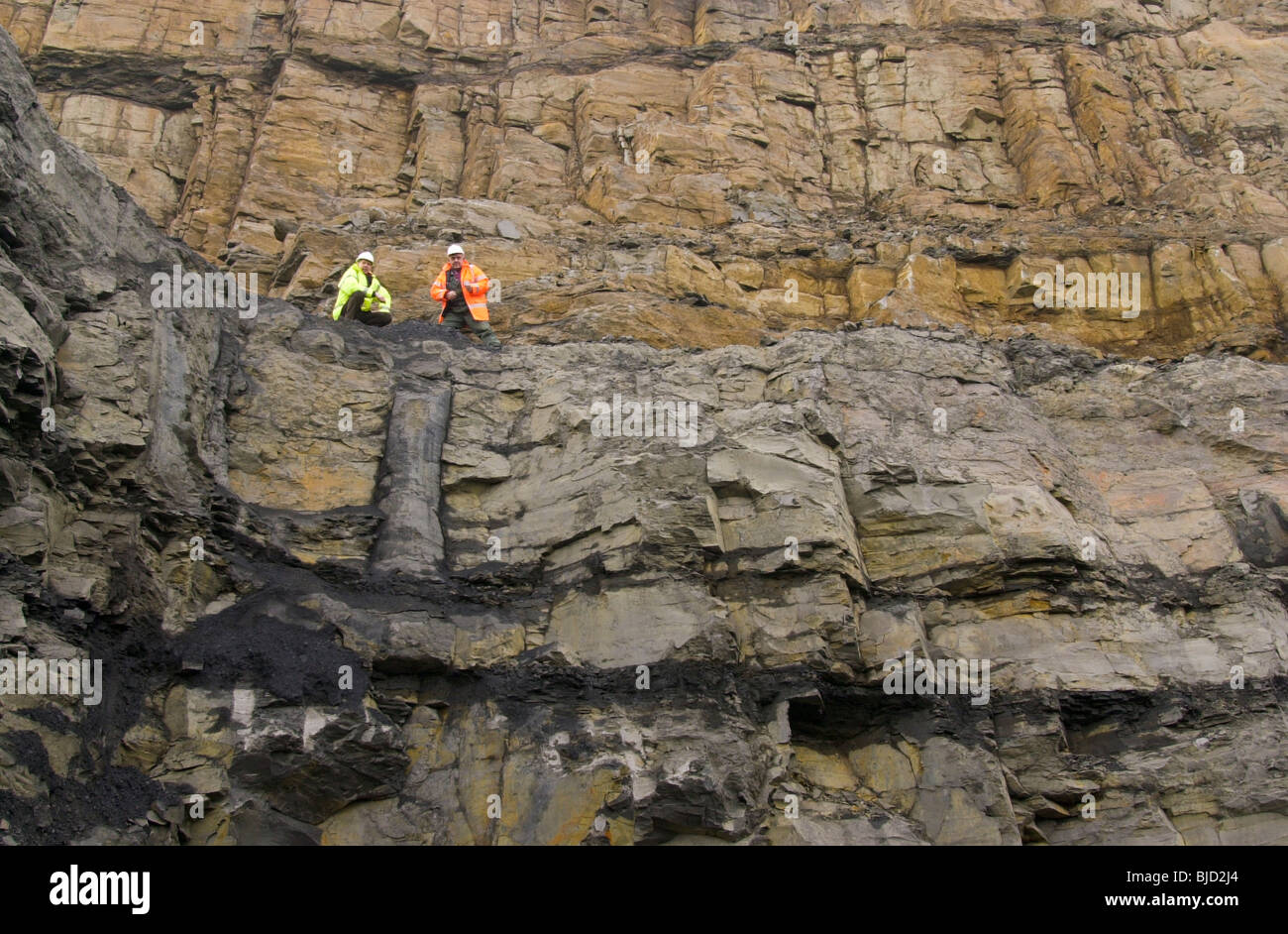 Geologen betrachten wir einige der 300 Millionen Jahre alte versteinerte Bäume in den exponierten Tonstein in einem Tagebau-Standort erhalten Stockfoto