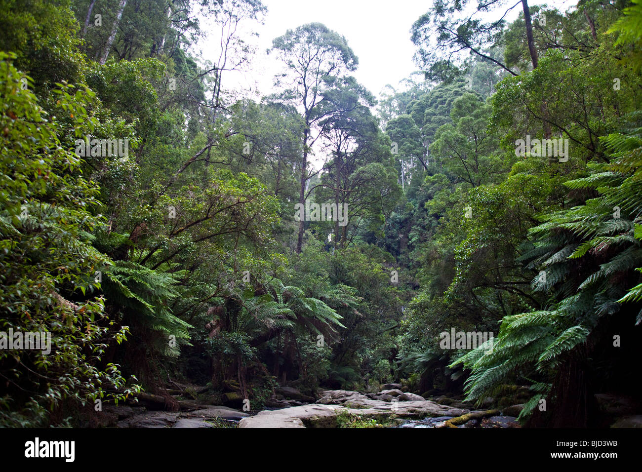 Regenwald in Erskine, Otway Nationalpark, Lorne, Victoria, Australien Stockfoto