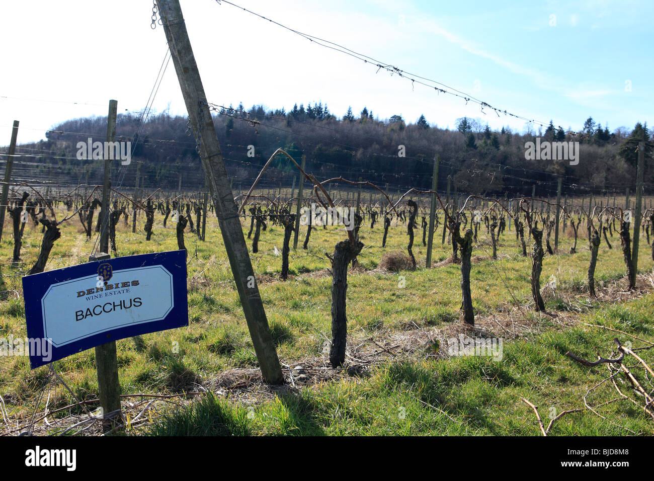 Vereinigtes Königreich Surrey Dorking Denbies wine estate Stockfoto