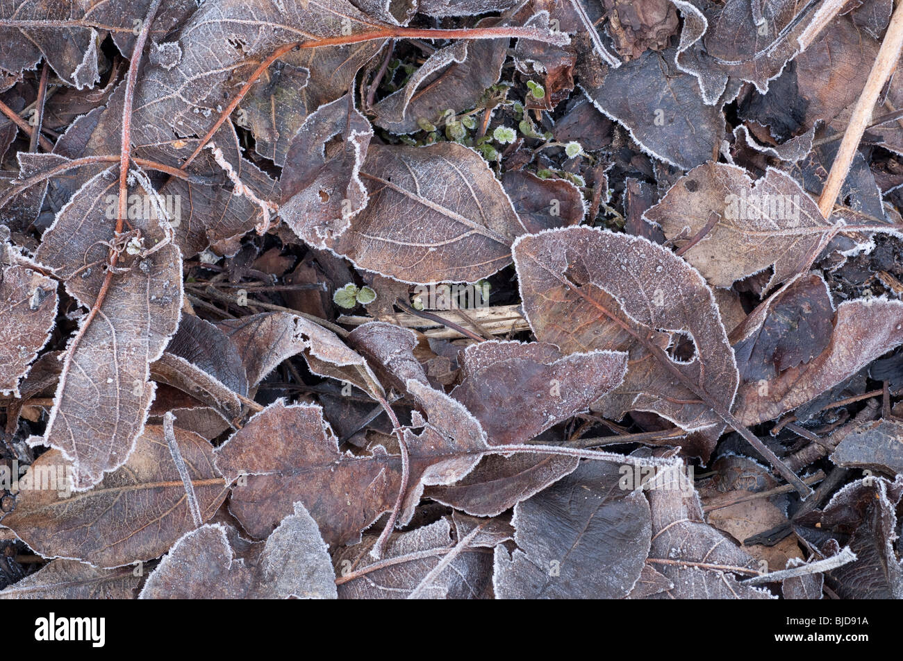 Frost bedeckt Blatt mulch Stockfoto
